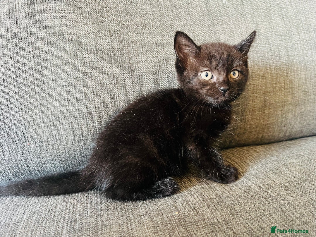 Domestic Shorthair cats for sale: Beautiful kittens  - Image 5