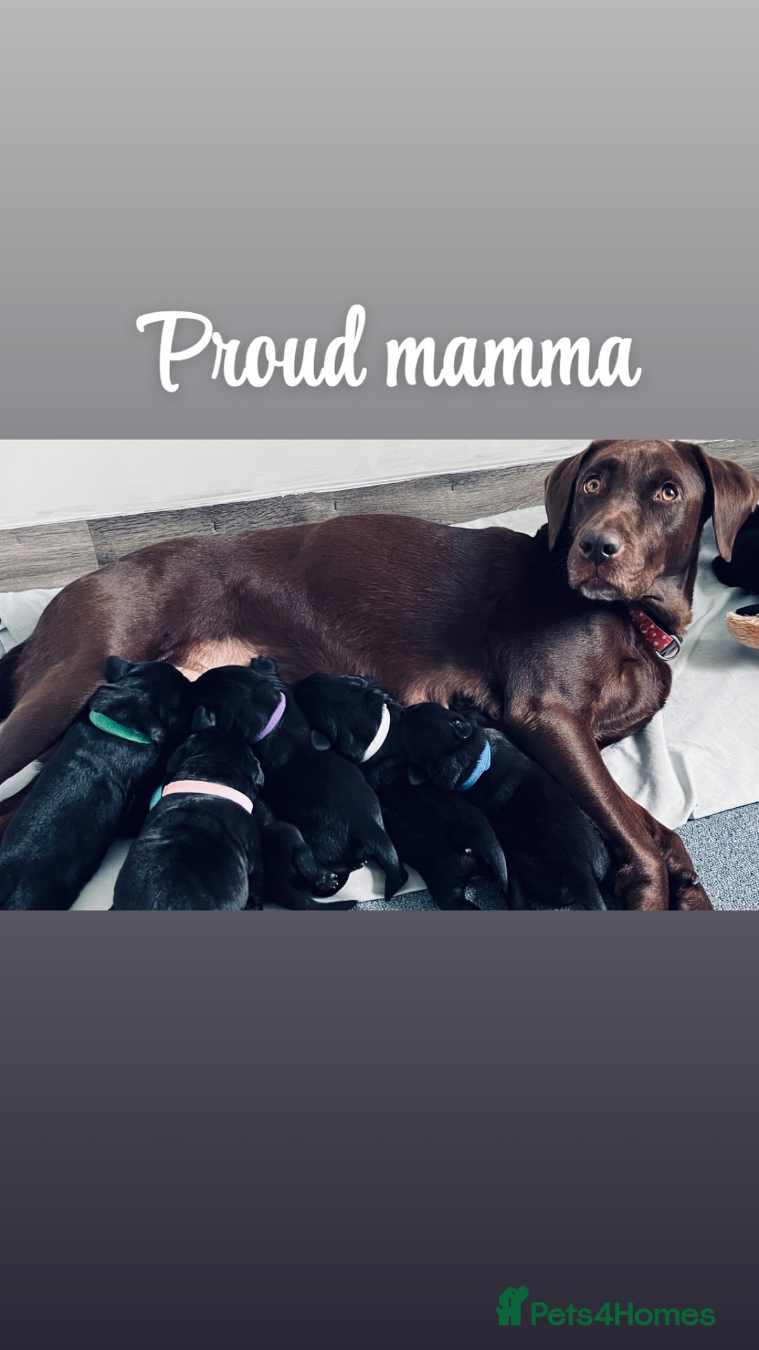 Labrador Retriever dogs for sale: Beautiful labs available  - Advert 12