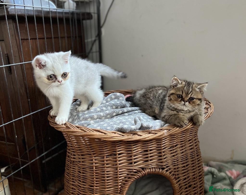 Exotic cats Reduced Beautiful Exotic female kitten - Advert 1