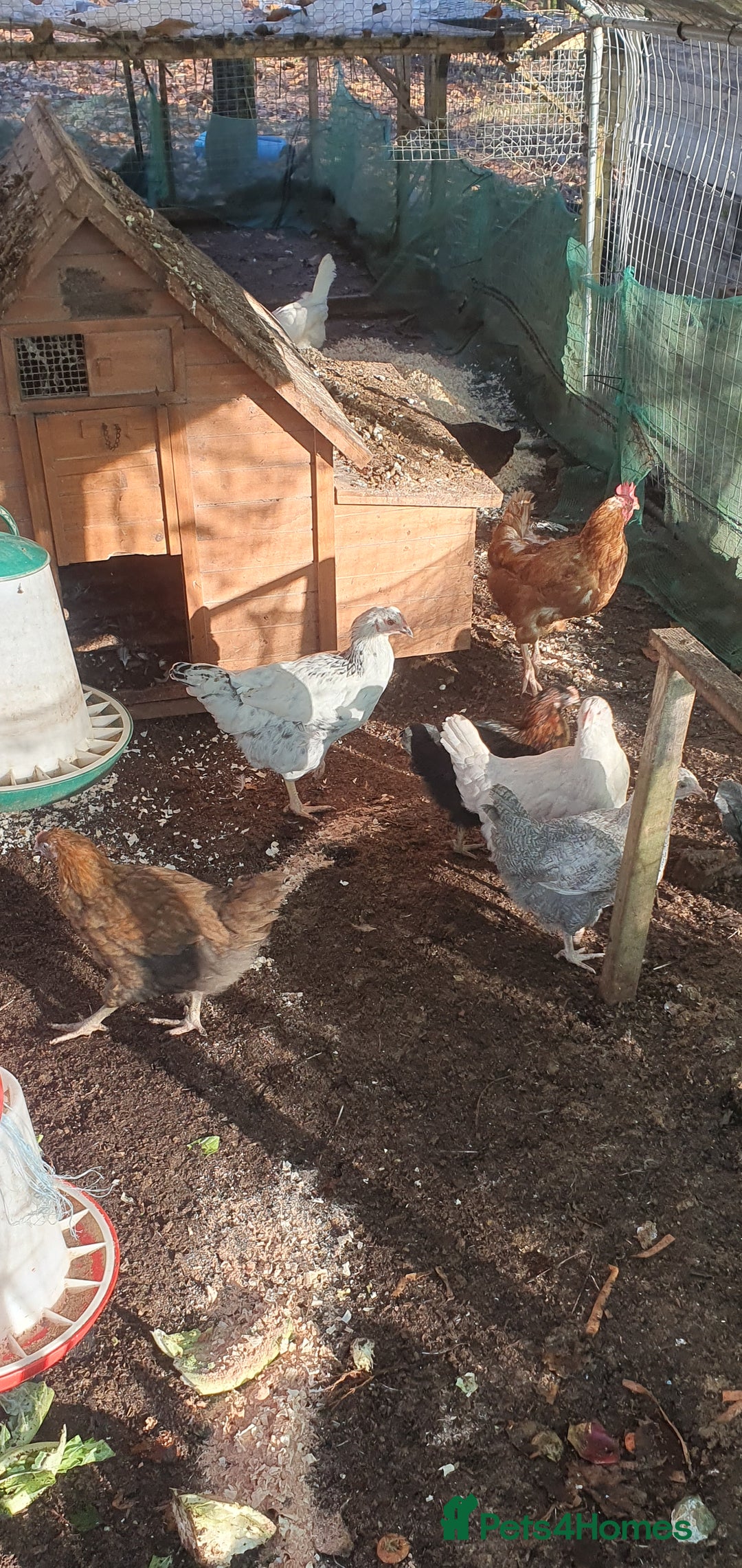 Chickens poultry for sale: Farm yard mix of laying hens and point of lay - Image 1