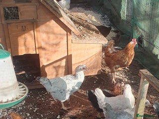 Chickens poultry for sale - Advert 1