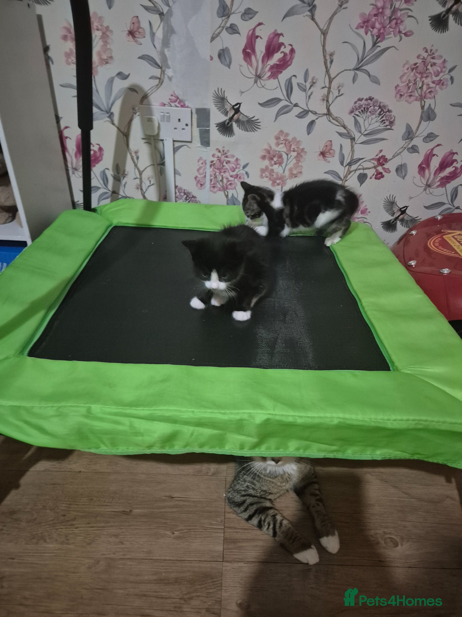 British Shorthair cats for sale: X2 mummys with kittens in London - Advert 5