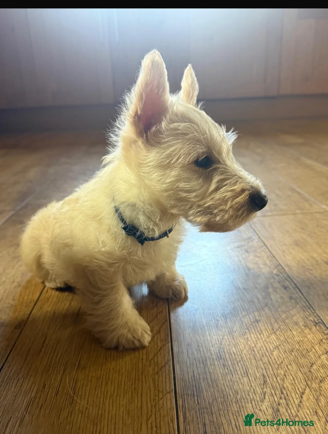 Scottish Terrier dogs for sale: Gorgeous Scottie pups  - Advert 2