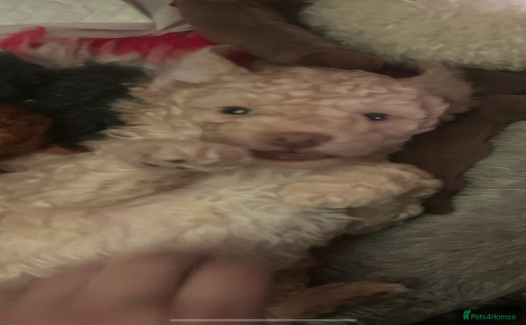 Miniature Poodle dogs Stunning Poodle Babies - Advert 3