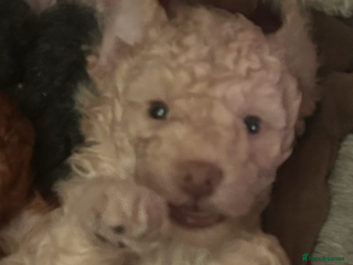 Miniature Poodle dogs Stunning Poodle Babies - Advert 4