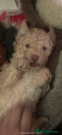 Miniature Poodle dogs Stunning Poodle Babies - Advert 3