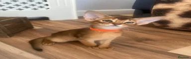 Abyssinian Kitten 4