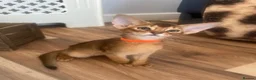 Abyssinian cats for sale: Adorable Abyssinian kittens - Advert 3