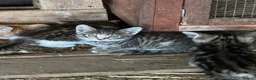 Mixed Breed cats for sale: Farm kittens looking for homes - Advert 7