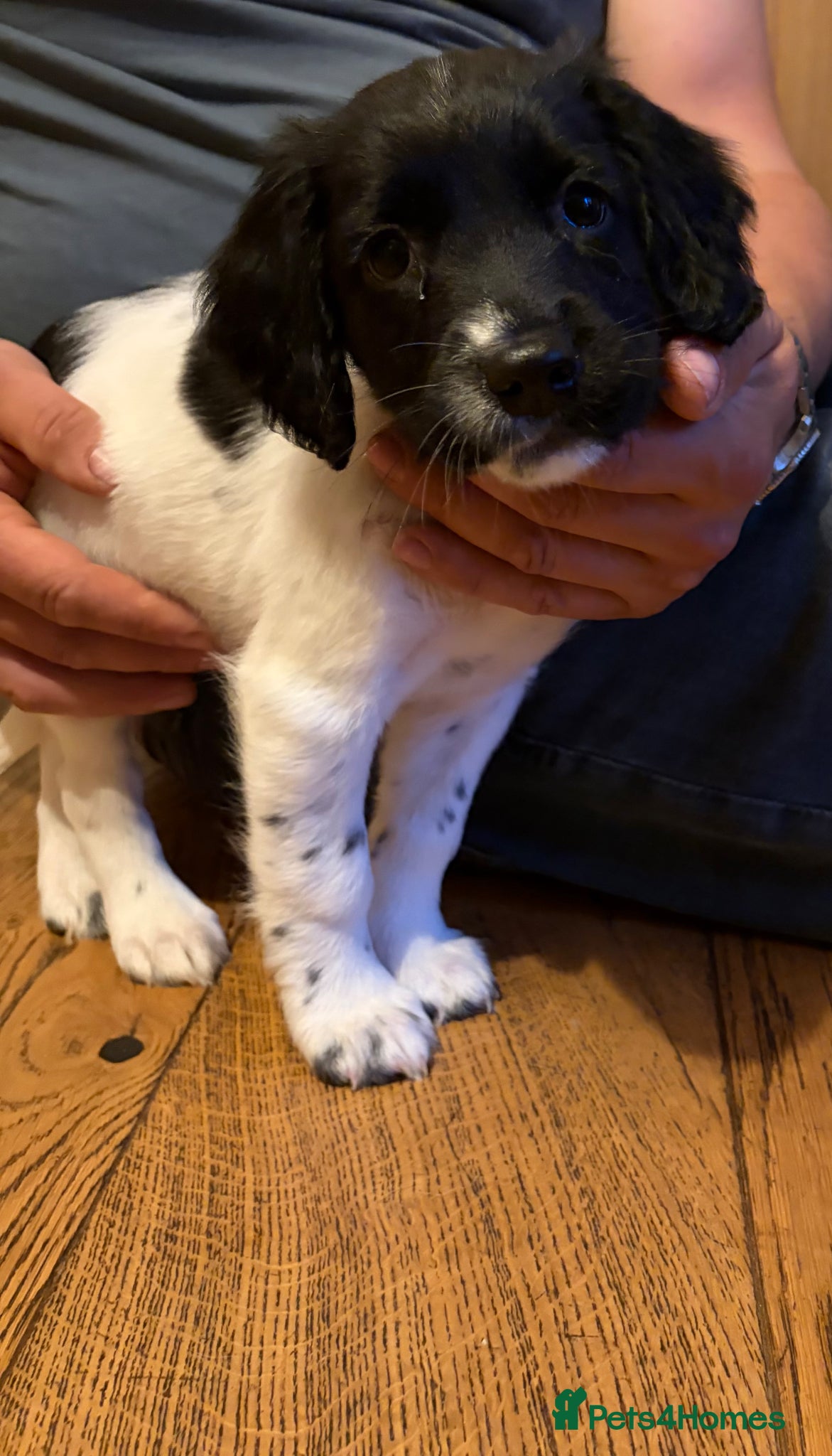English Springer Spaniel dogs English springer spaniel puppies - Advert 2