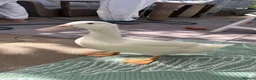 Ducks poultry for sale: Duck  in Chessington - Advert 2