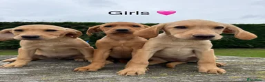 Labrador Retriever 7