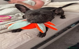 Mixed Breed dogs for sale: Bear - Staffy X German Shepherd - Image 1
