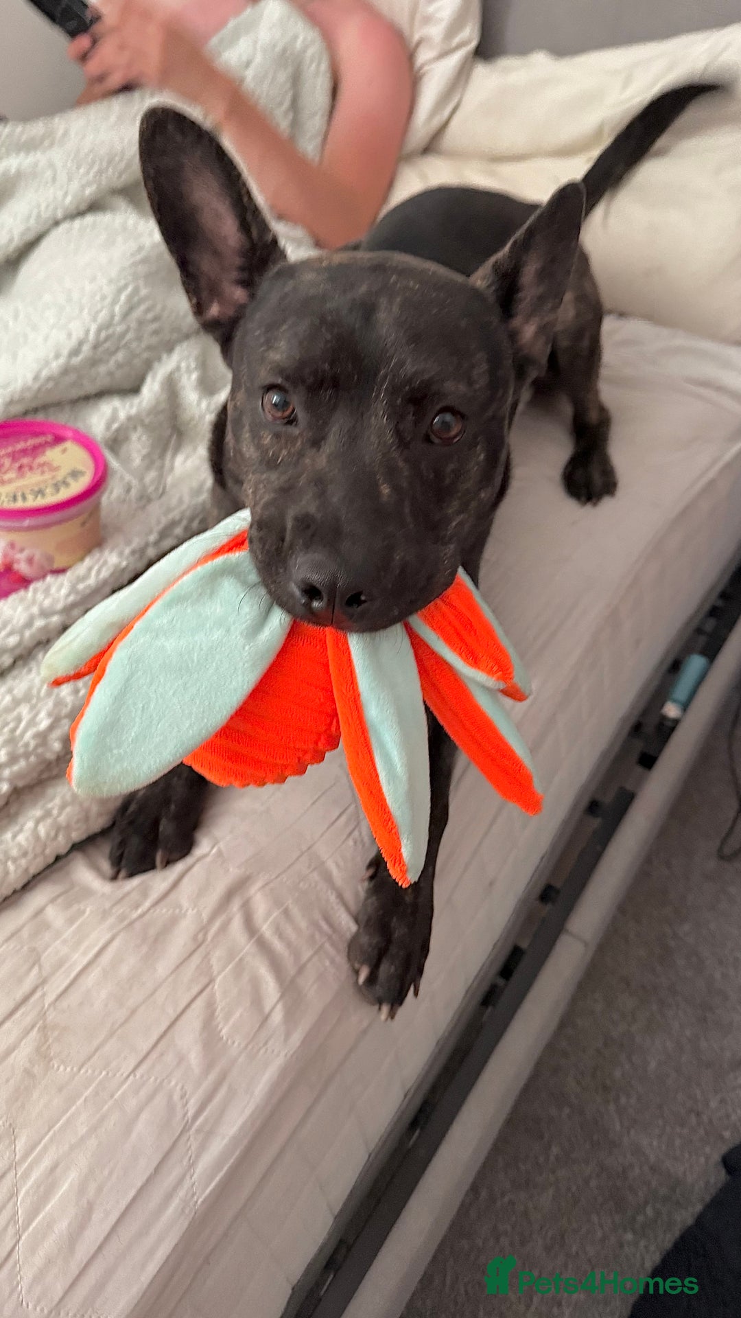 Mixed Breed dogs for sale: Bear - Staffy X German Shepherd - Image 1
