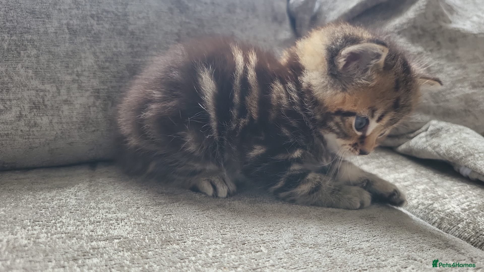 Persian cats for sale: Long haired Doll faced Persian cross  - Advert 5