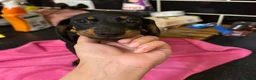 Miniature Dachshund dogs for sale: Adorable Miniature Dachshund Girl in Enfield - Advert 21