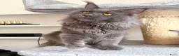 Maine Coon cats for stud: Active TICA Registered - Gentle, Friendly, Proven - Advert 8