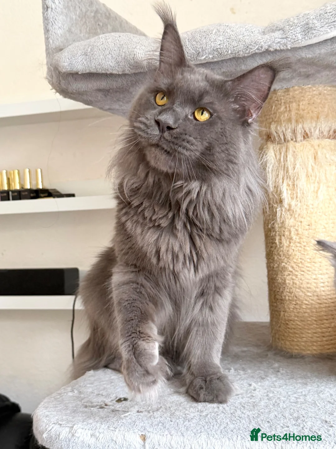 Maine Coon cats for stud: Active TICA Registered - Gentle, Friendly, Proven - Advert 8