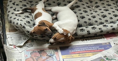 Jack Russell dogs - Advert 11