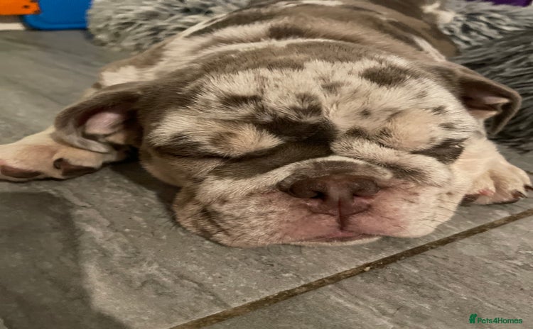 English Bulldog dogs - Advert 2