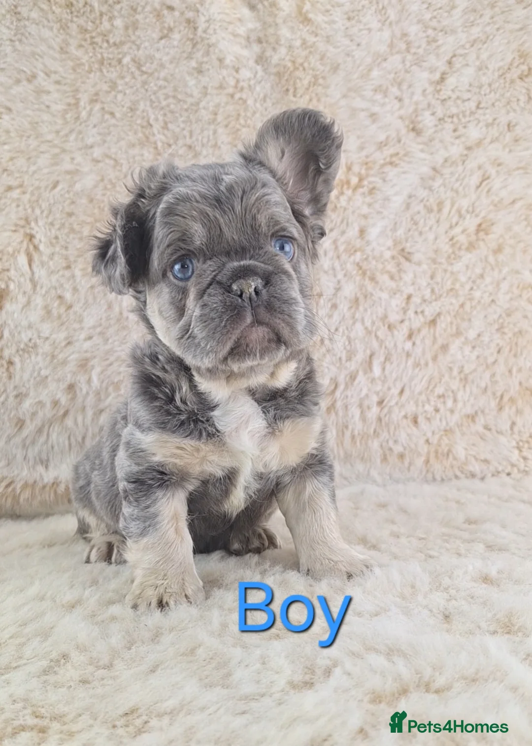 French Bulldog dogs for sale: Fluffy Lilac And Tan French Bulldogs  - Advert 4