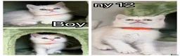 British Shorthair cats for sale: British Sh golden odd /blue eyed kittens GCCF  - Advert 2