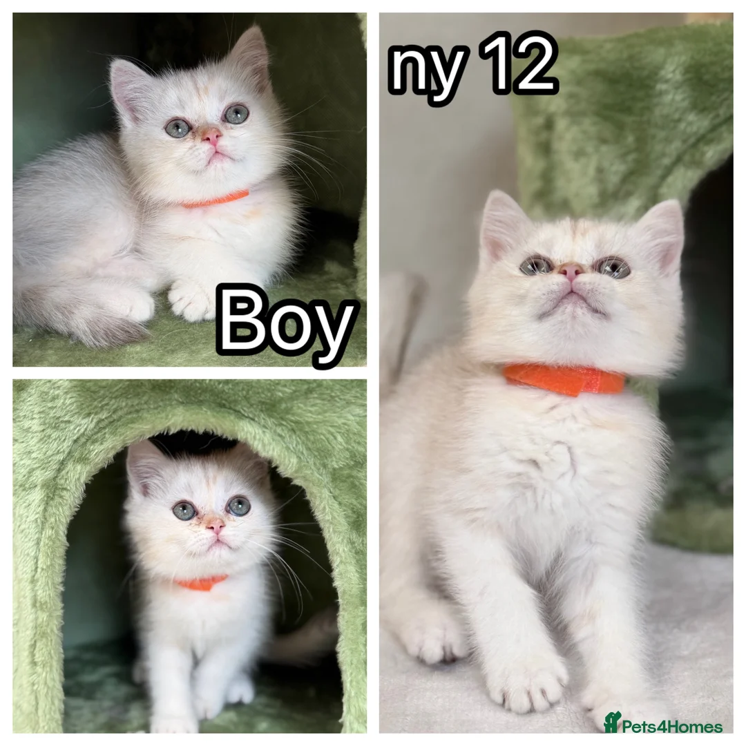 British Shorthair cats for sale: British Sh golden odd /blue eyed kittens GCCF  - Advert 2
