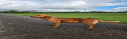 Golden Retriever dogs for sale: Dark red KC Golden retriever puppies in Preston - Advert 20