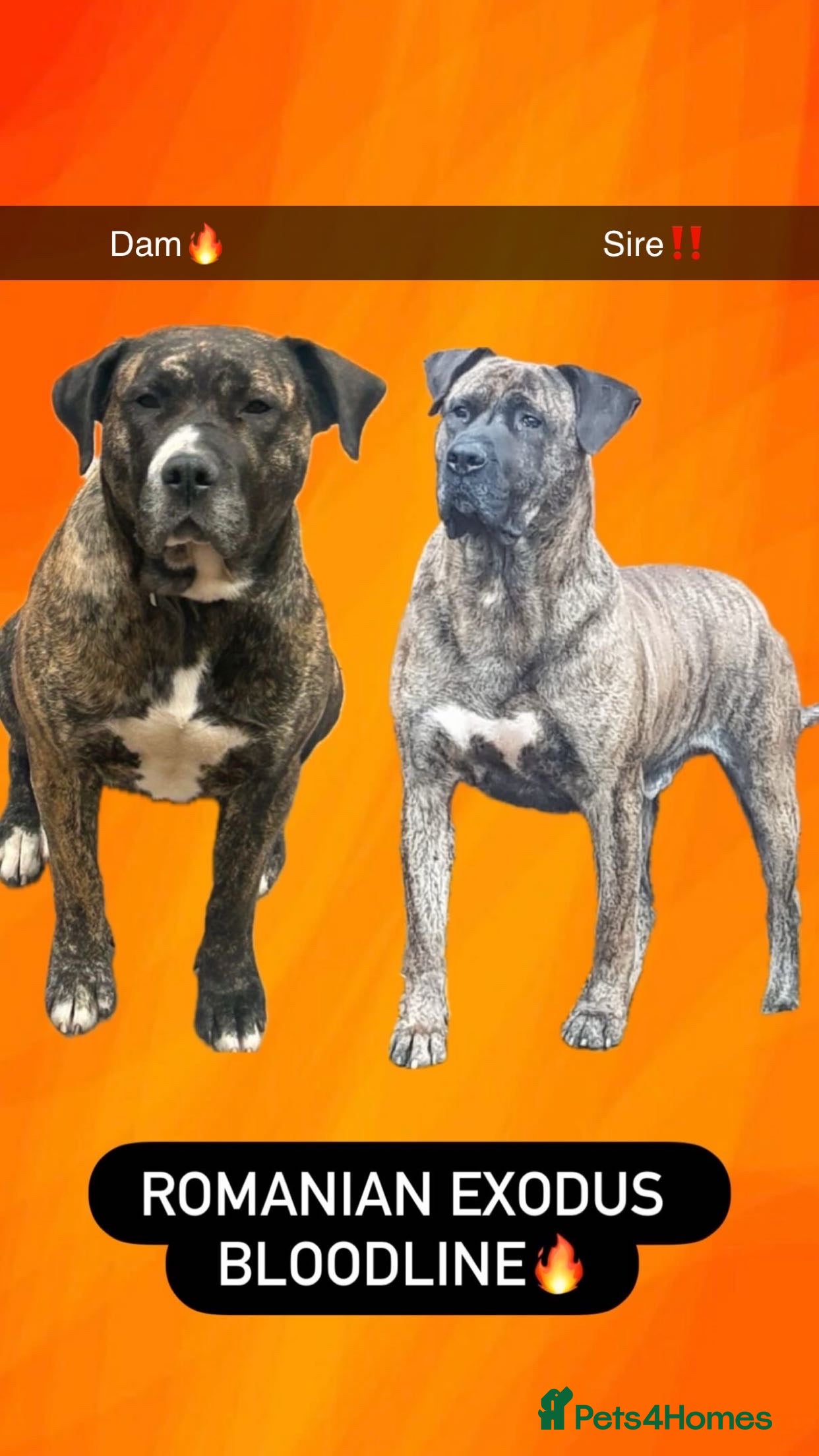 Presa Canario dogs Pure presa Canario puppies for sale  - Advert 3