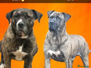 Presa Canario dogs Pure presa Canario puppies for sale - Advert 3