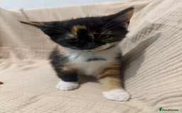 Mixed Breed cats for sale: 3 little girls - Image 4