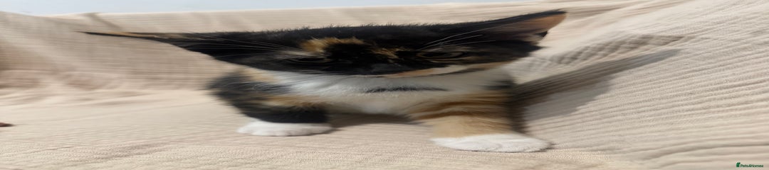 Mixed Breed Kitten 2