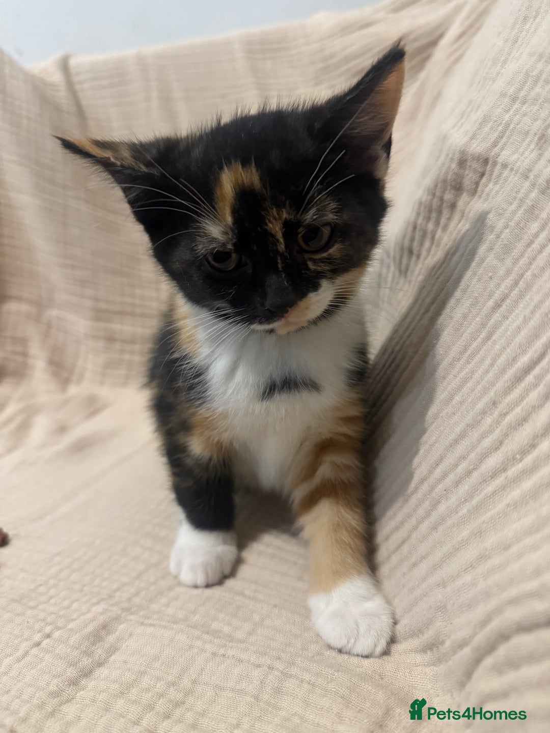 Mixed Breed cats for sale: 3 little girls - Image 4