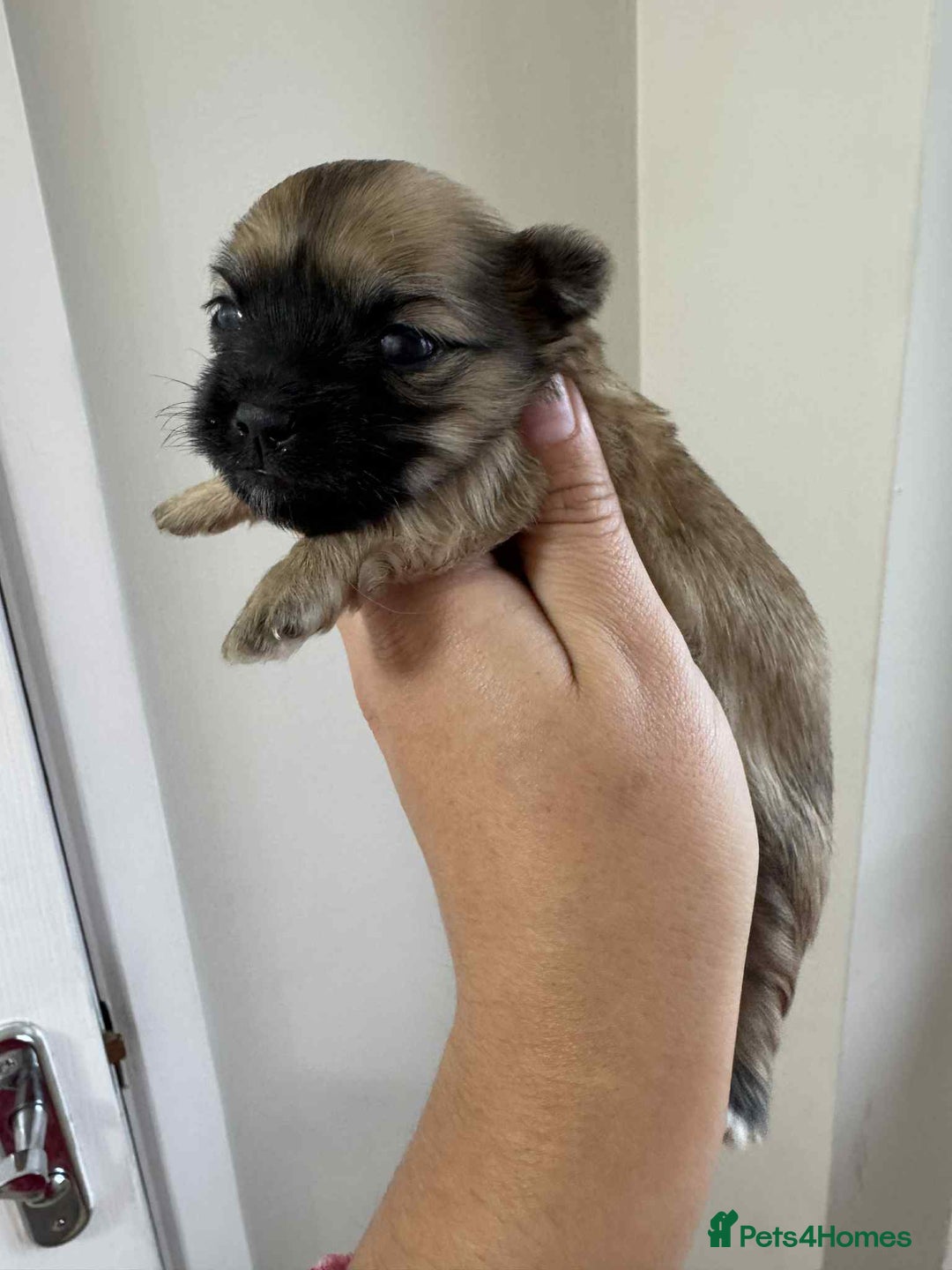 Maltipoo dogs for sale: Xs Korean maltipoo - Image 4
