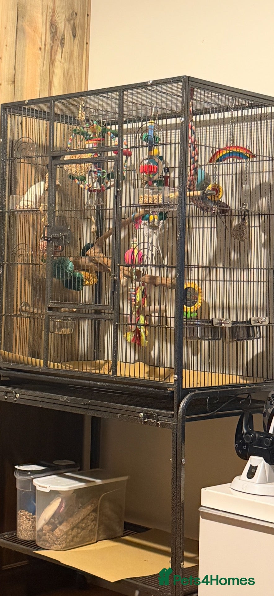 Budgerigars birds Wilson the budgie ( VERY TAME)  - Advert 2