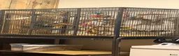 Budgerigars birds for sale: Wilson the budgie ( VERY TAME)  - Advert 2