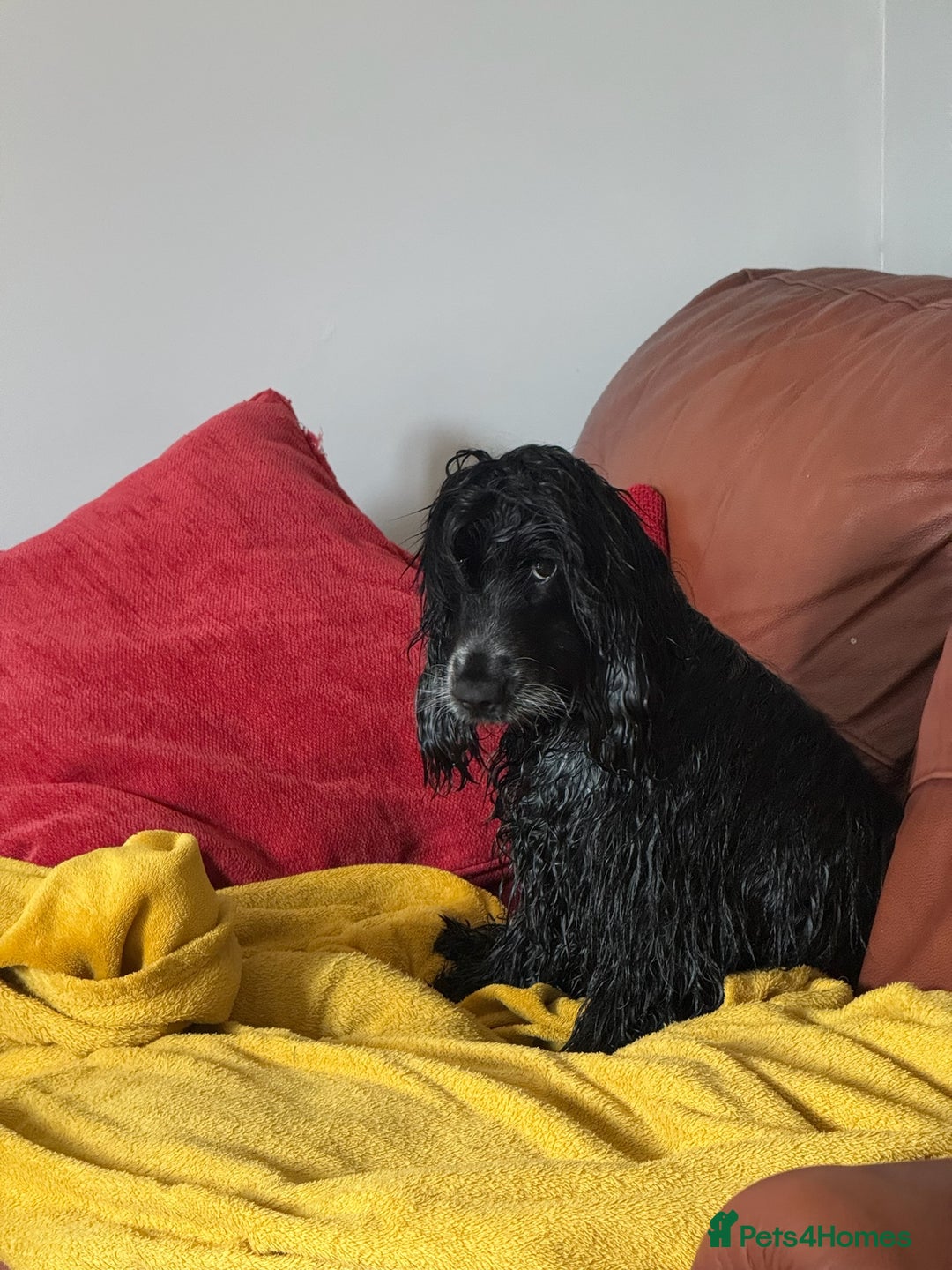 Cocker Spaniel dogs for sale: Poppy The Pedigree, KC REG, Show Cocker Spaniel - Advert 12