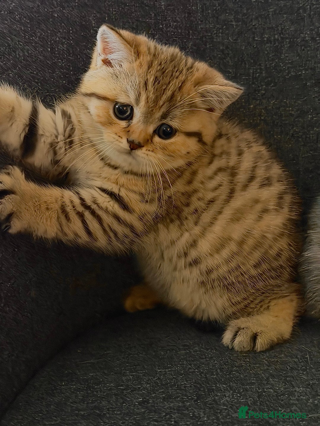 British Shorthair cats for sale: Adorable BSH/BLH kittens  - Advert 2