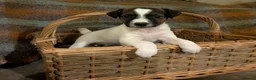 Jack Russell dogs for sale: Traditional Jack Russell terrier pups in Whitchurch - Advert 1