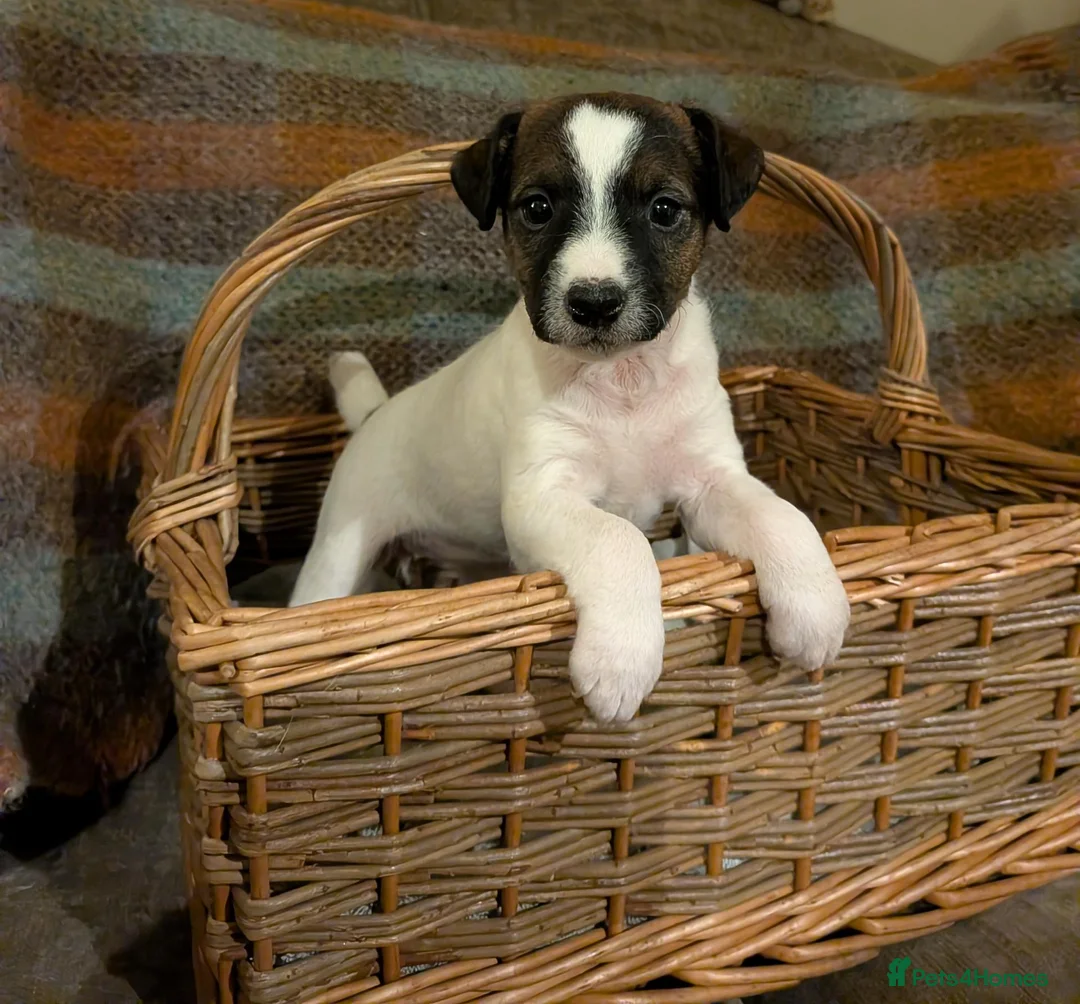 Jack Russell dogs for sale: Traditional Jack Russell terrier pups in Whitchurch - Advert 1