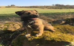 Border Terrier dogs for sale: Outstanding Litter of Border Terriers - Image 7