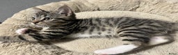 Mixed Breed cats for sale: 🐾 Beautiful Green eyed Grey tabby Kittens  - Advert 11
