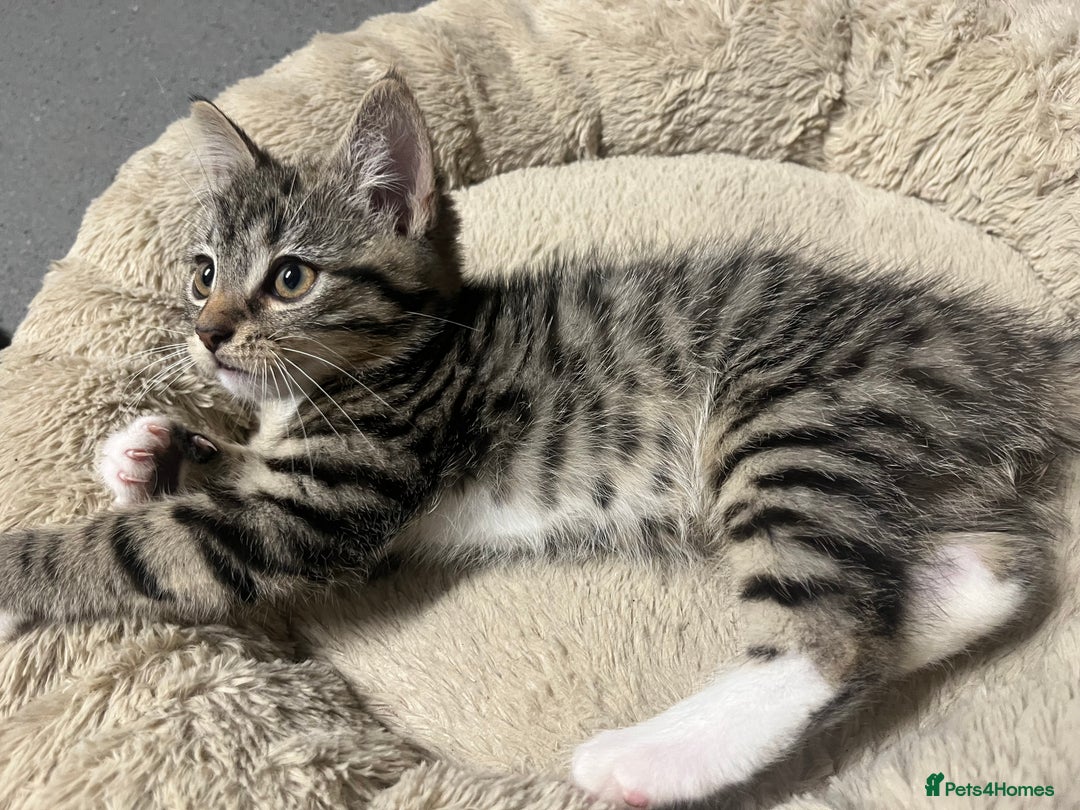 Mixed Breed cats for sale: 🐾 Beautiful Green eyed Grey tabby Kittens  - Advert 11