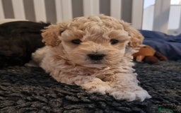 Maltipoo dogs for sale: Rare F2 Toy Maltipoos, DNA Clear + Basic Training - Image 15