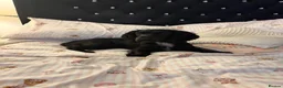 Cocker Spaniel dogs for sale: Rosie - Cocker Spaniel in Kidderminster - Advert 15