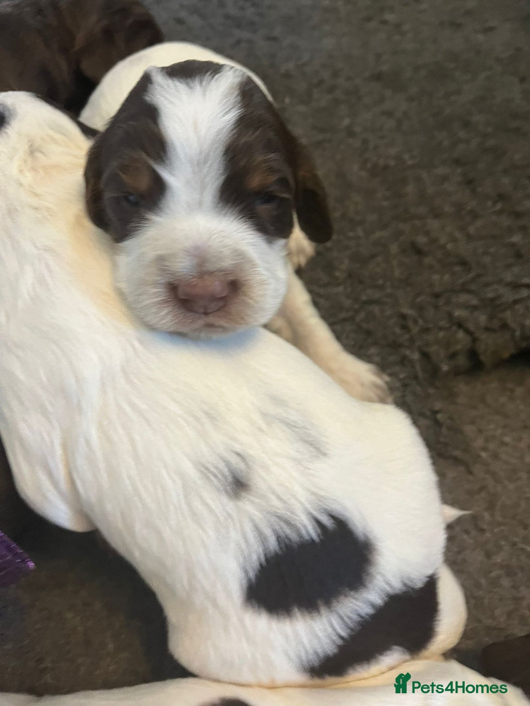 Sprocker dogs for sale: Beautiful Sprocker puppies  - Image 14