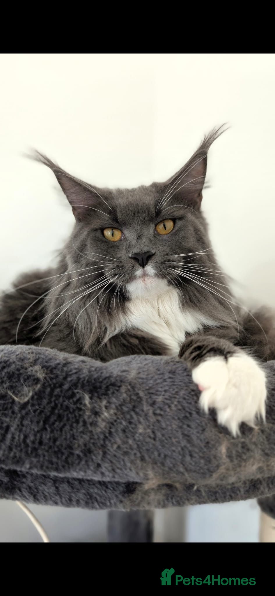 Maine Coon cats Reg. Maine Coon kittens from HEALTH TESTED PARENTS - Advert 12
