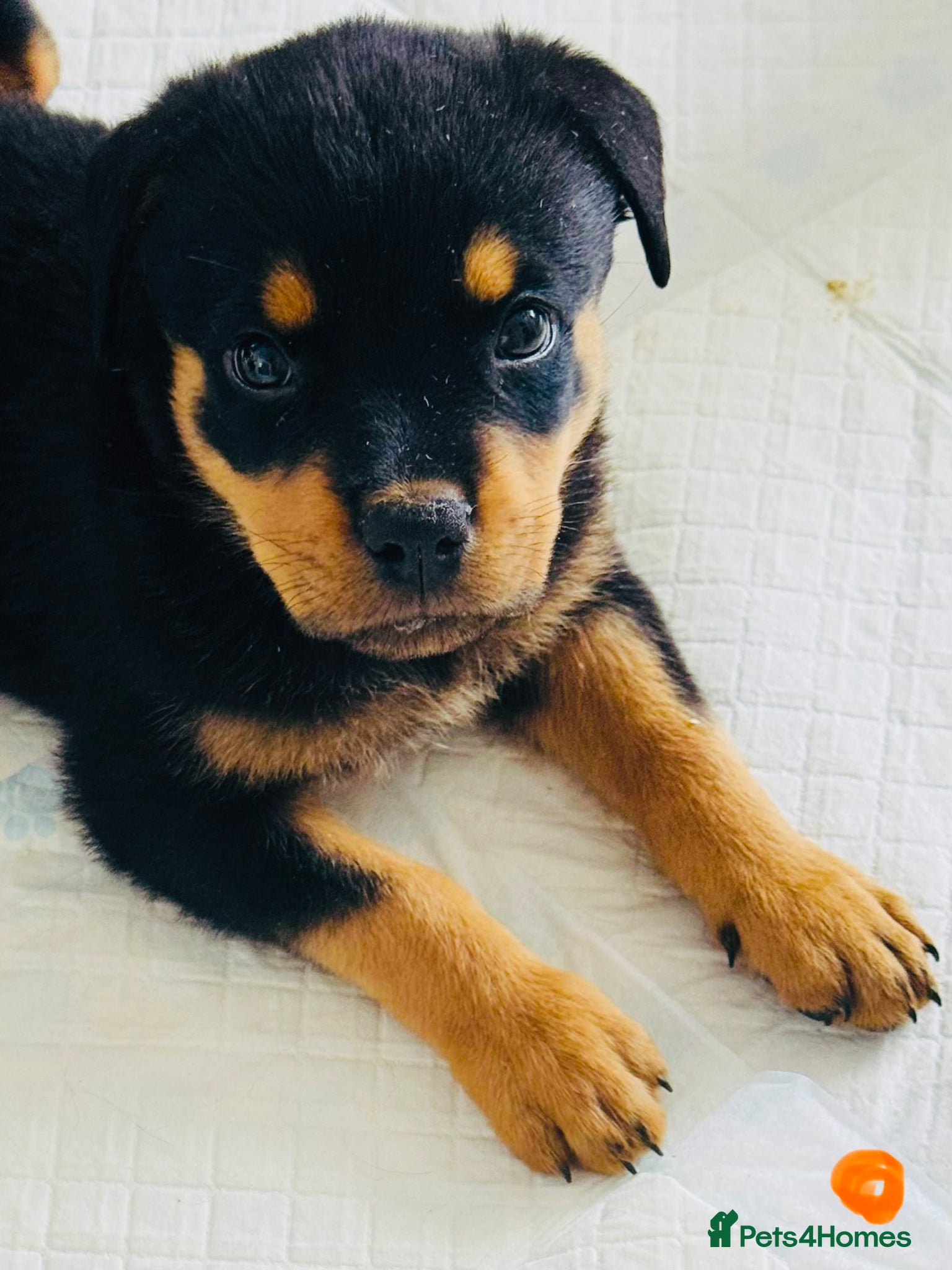Rottweiler dogs Pedigree Rottweiler puppies for sale - Advert 5