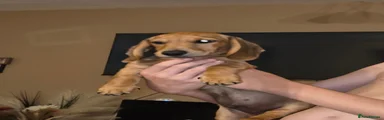 Miniature Dachshund 1