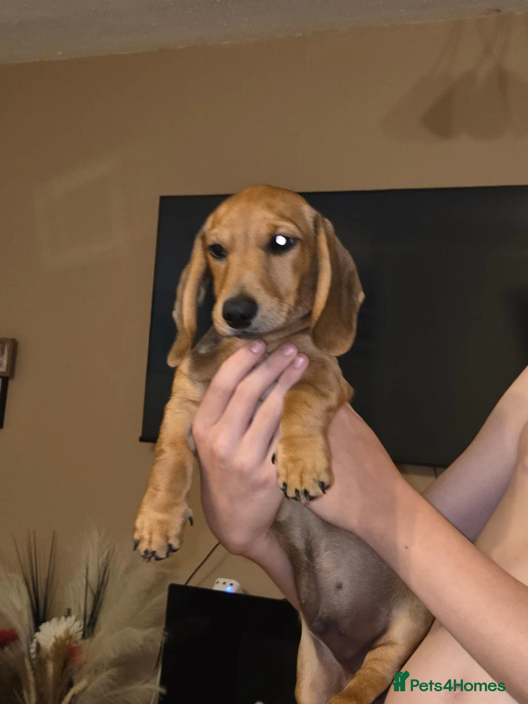 Miniature Dachshund dogs for sale: Fox red in Telford - Advert 2